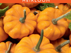 Pumpkin, Jack Be Little