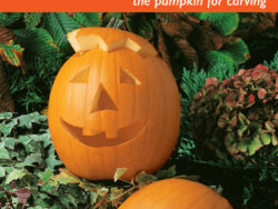 Pumpkin, Jack O'Lantern