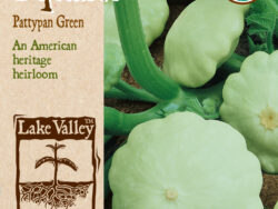 Squach, Pattypan Green (summer) Organic