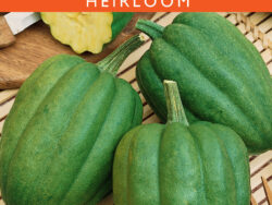 Squash, Table Queen Acorn