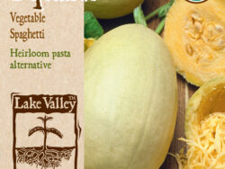 Squash, Vegetable Spaghetti (Winter) Organic