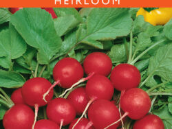 Radish, Cherry Belle