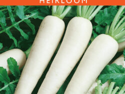 Radish, Daikon Minowase