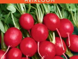 Radish, Early Scarlet Globe