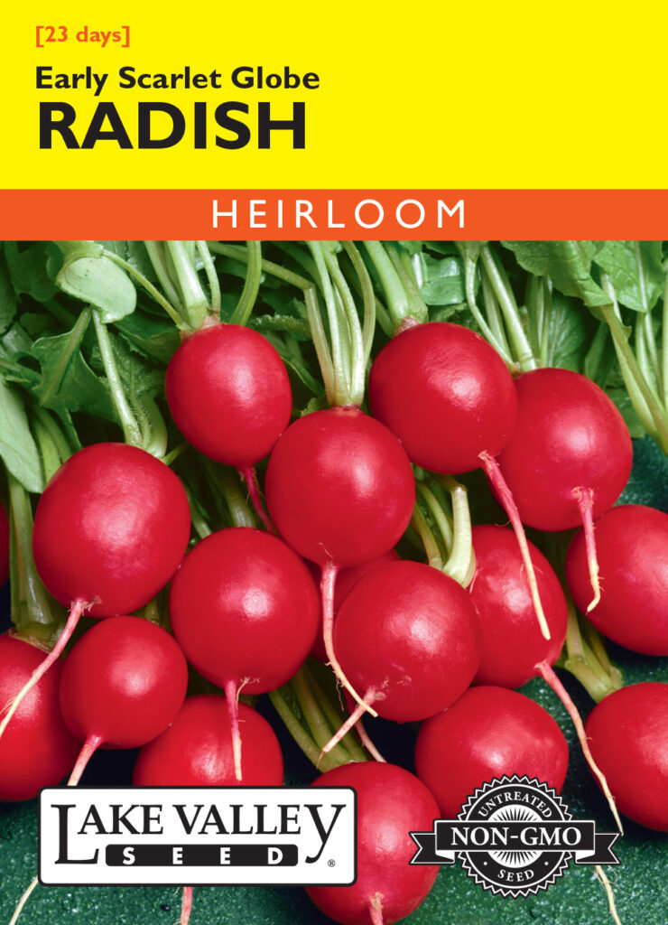 Radish, Early Scarlet Globe A+ Garden Center Duluth, Minnesota