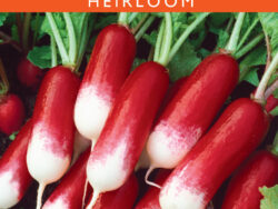 Radish, French Breakfast