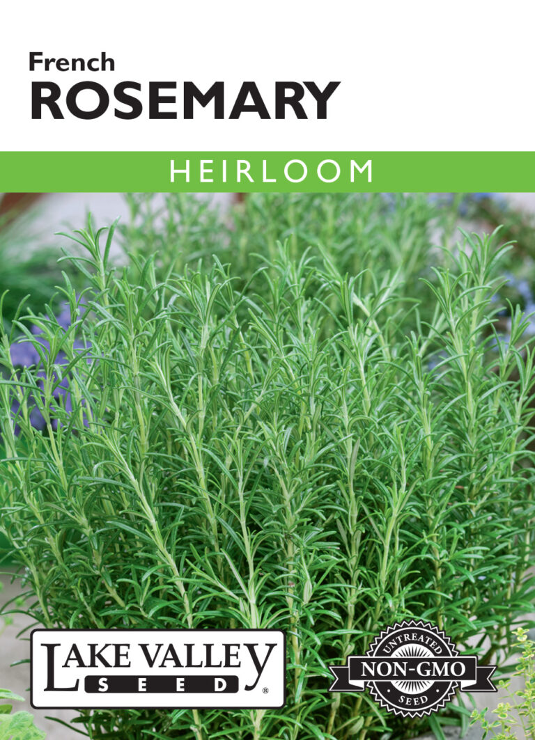 Rosemary, French Heirloom A+ Garden Center Duluth, Minnesota