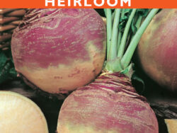 Rutabaga, American Purple Top