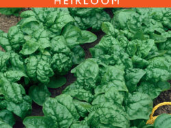 Spinach, Bloomsdale Longstanding