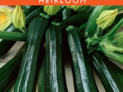 Eggplant, Black Beauty