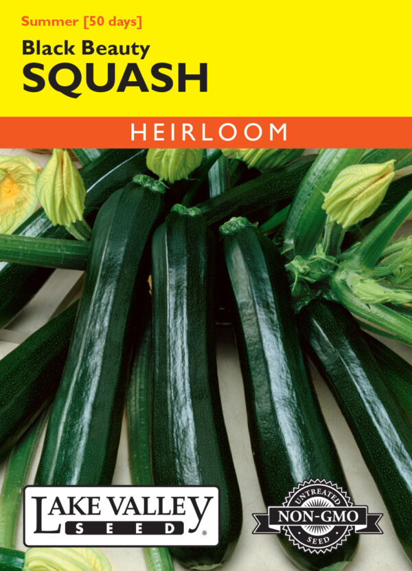 Eggplant, Black Beauty
