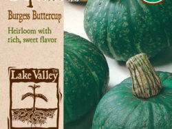 Squash, Burgess Buttercup (Winter) Organic