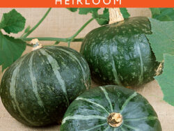 Squash, Burgess Buttercup