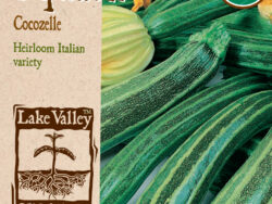 Squash, Cocozelle (Summer) Organic