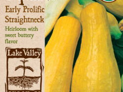 Squash, Early Prolific Straightneck (Summer) Organic