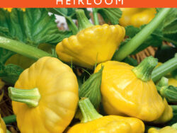 Squash, Golden Scallop