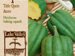 Squash, Table Queen Acorn (Winter) Organic