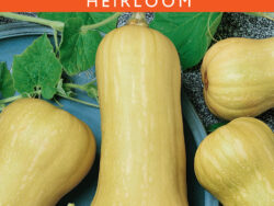 Squash, Waltham Butternut