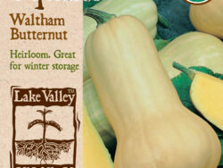 Squash, Waltham Butternut (Winter) Organic