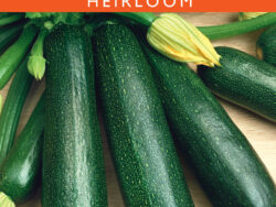 Squash, Zucchini Dark Green