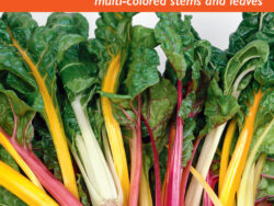 Swiss Chard, Bright Lights