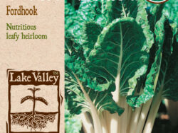 Swiss Chard, Fordhook Organic