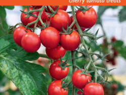 Tomato, Super Seet 100