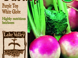 Turnip, Purple Top white Globe Organic