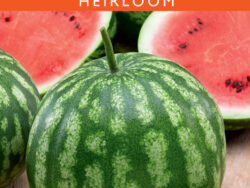 Watermelon, Crimson Sweet