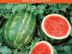 Watermelon, Jubilee Improved