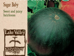 Watermelon, Sugar Baby Organic