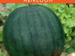 Watermelon, Sugar Baby