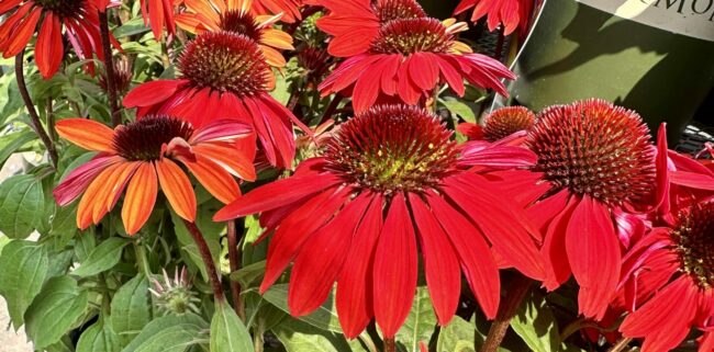 Coneflowers