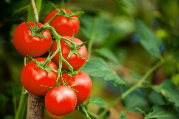 Red Cherry