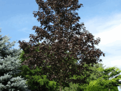 Maple, Crimson Sunset