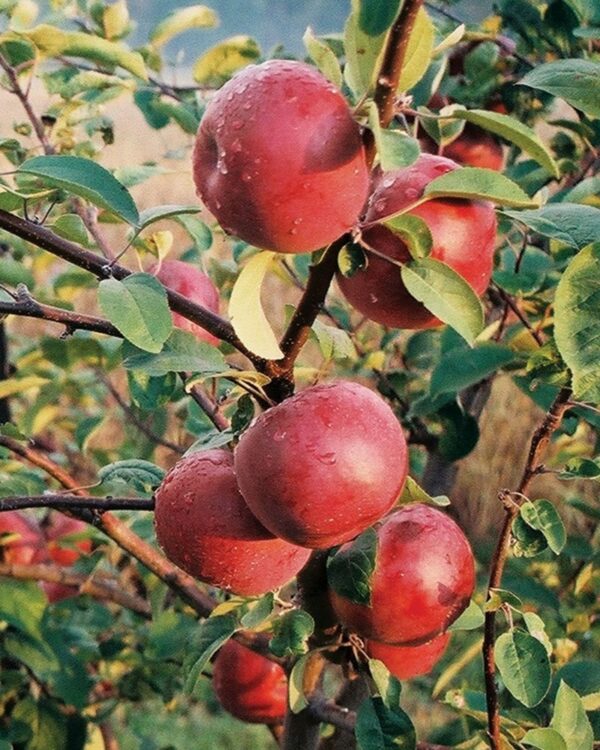 Apple, McIntosh