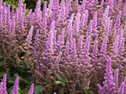 Astilbe,Visions in Pink
