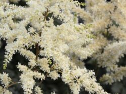 Astilbe,Visions in White
