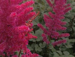 Astilbe, Visions Volcano