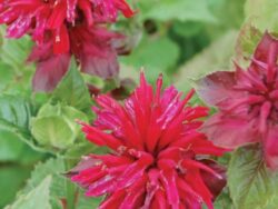 Bee Balm, Fireball
