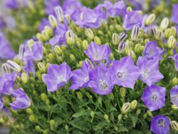 Bellflower, Pristar Deep Blue