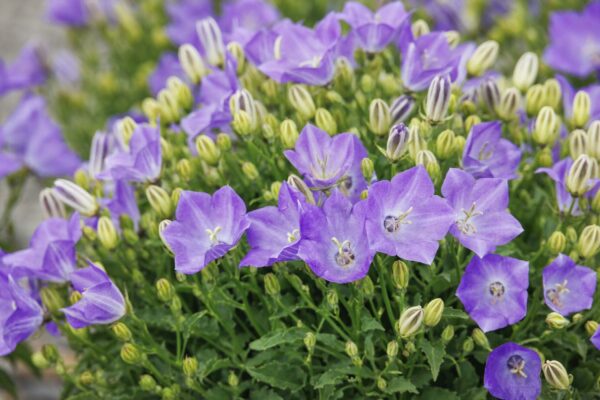 Bellflower, Pristar Deep Blue