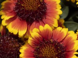 Blanket Flower, Barbican™Yellow Red Ring