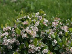 Chokeberry, LowScape Mound