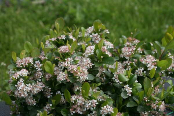 Chokeberry, LowScape Mound