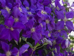 Clematis, Jackman Superba