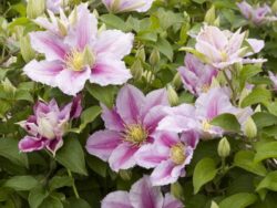 Clematis, Piilu®