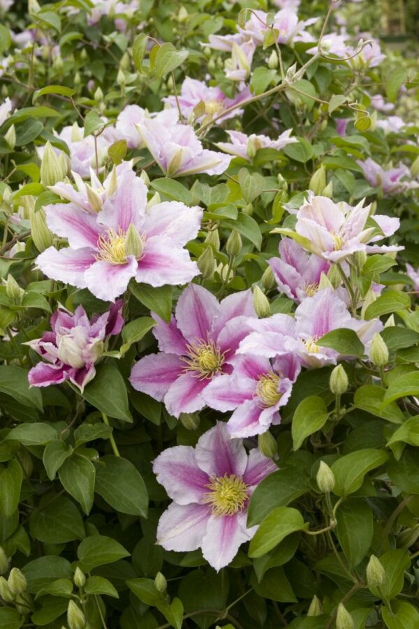 Clematis, Piilu®