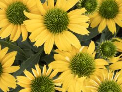 Coneflower, Evolution Embers Sparks