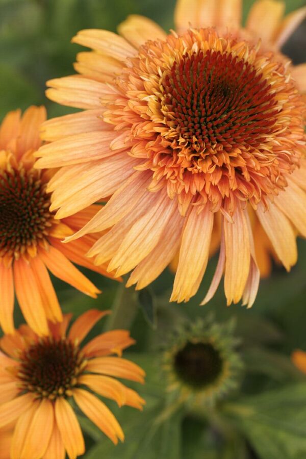 Coneflower, Supreme™Cantaloupe